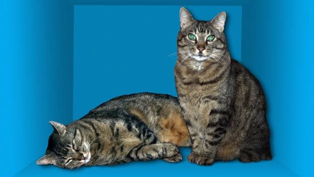 Click to enlarge Schroedinger's cats