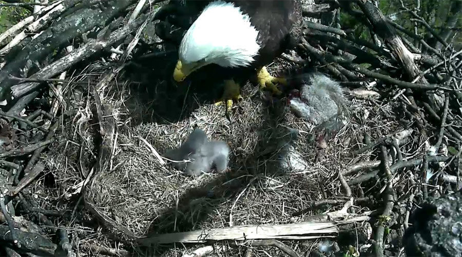 American eagle