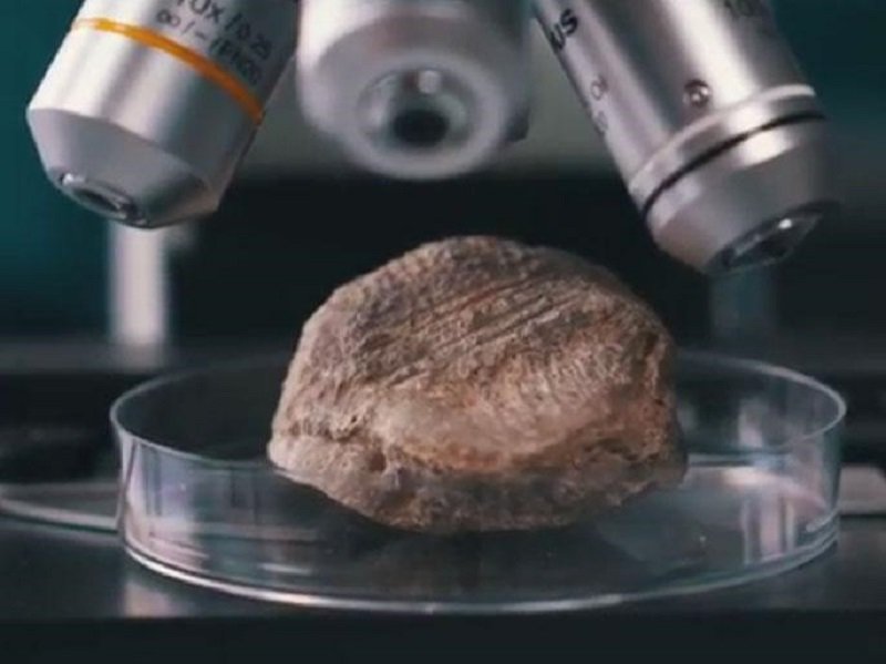 Ancient Bear Bone