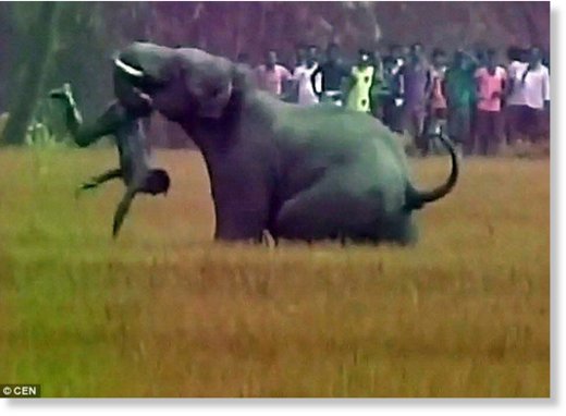 Video shows Mr Boyra being trampled by the elephant on his land near Baghasole village, West Bengal  