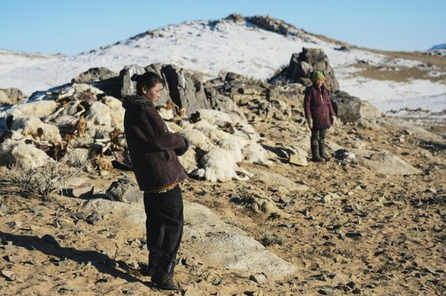 A pile of animal carcasses in Uvs province, Mongolia