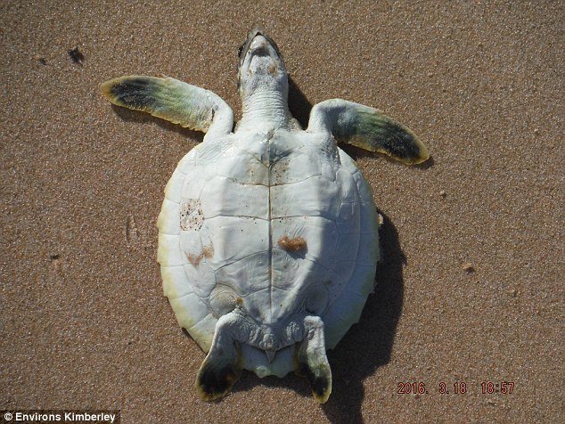 Fish, turtles (pictured) and other rare sea life have been found washed up dead on beaches around Broome  