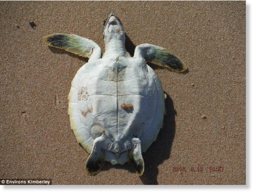 Fish, turtles (pictured) and other rare sea life have been found washed up dead on beaches around Broome  