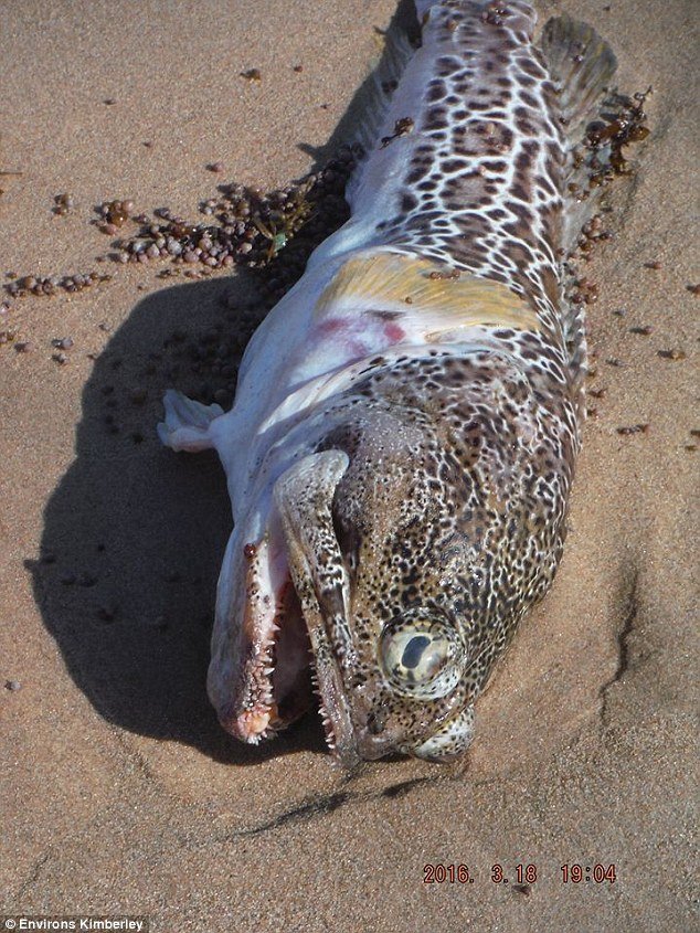 Fish (pictured) and water samples have been sent to the department's fish health unit for testing, with results expected in coming weeks  