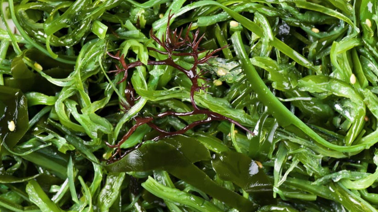 seaweed