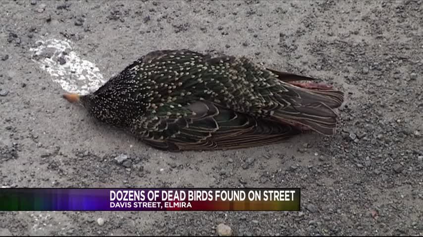 Dead starling