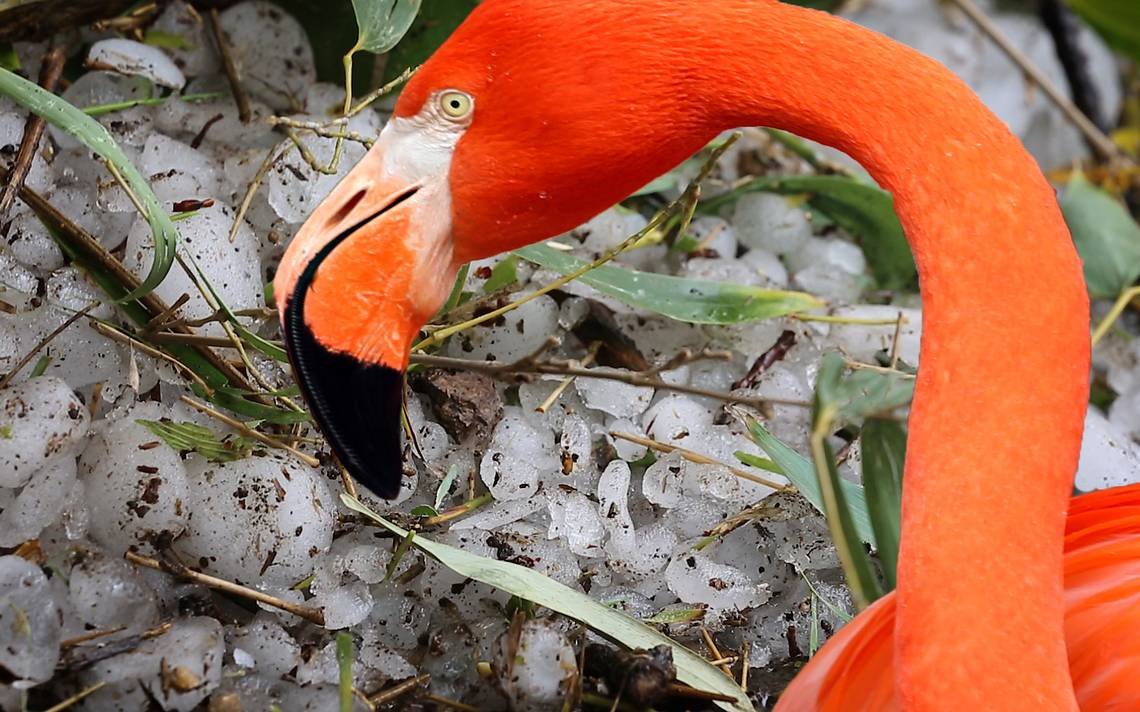 flamingo fort worth