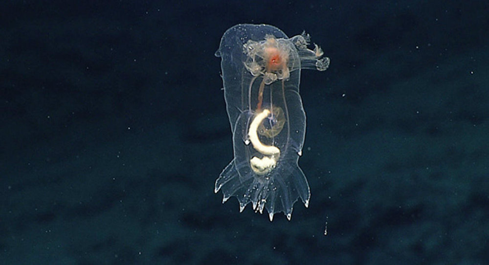 new species Pacific ocean