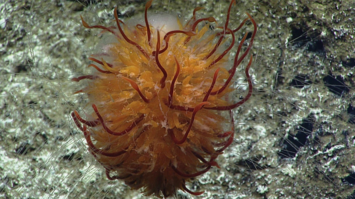 dandelion siphonophore pacific ocean