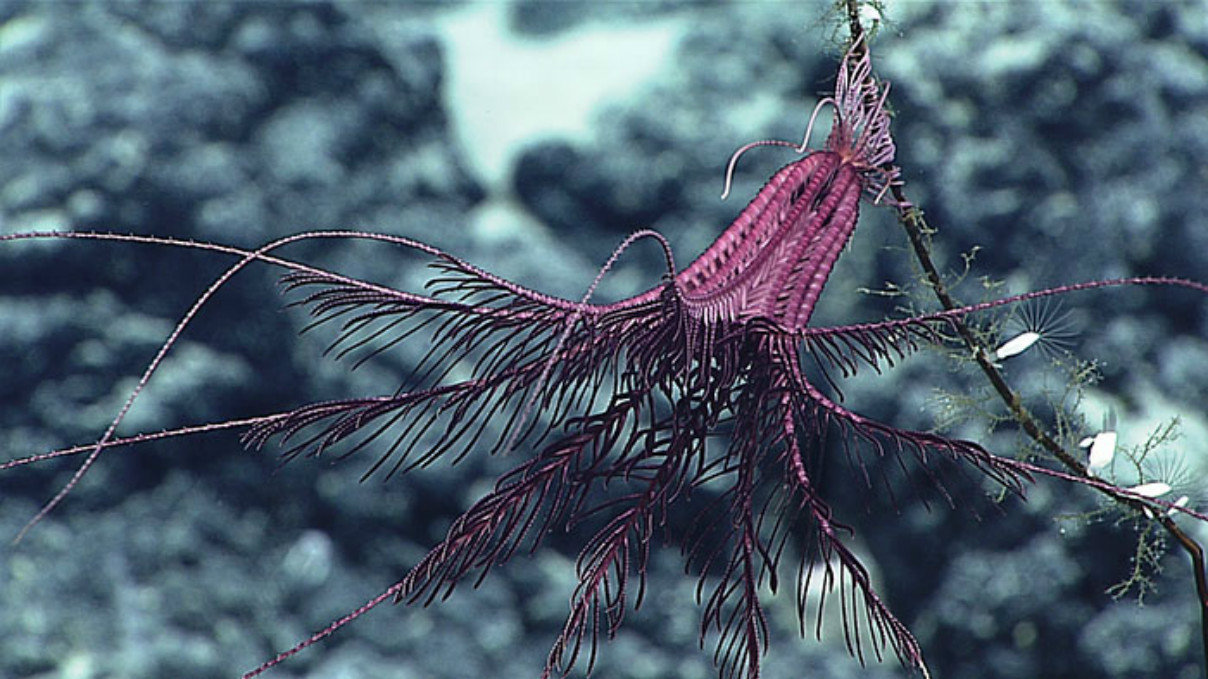 purple crinoid pacific ocean