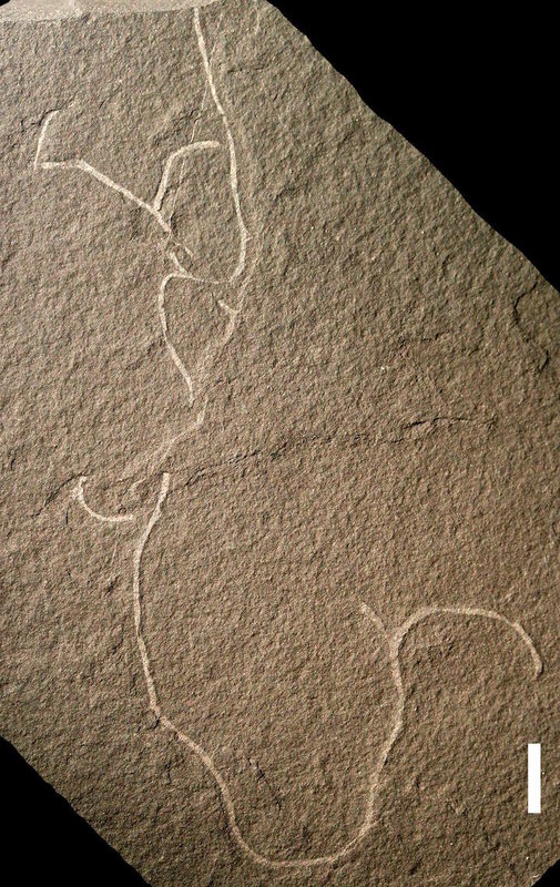 ancient multicellular algae