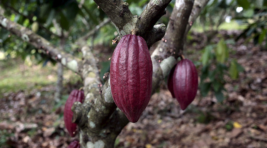 Click to enlarge Chocolate