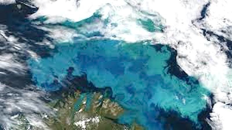 Click to enlarge Phytoplankton