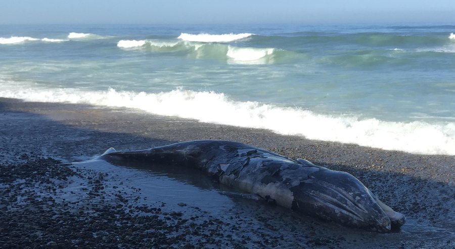 A gray whale washed ashore at Torey Pines State Beach Thursday morning. 