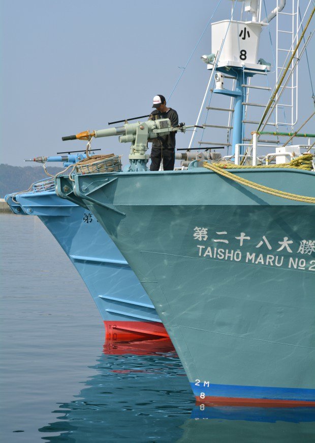 Crew of a whaling ship check a whaling gun or harpoon before departure at Ayukawa port in Ishinomaki City on April 26, 2014   
