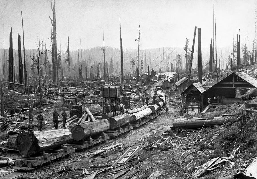 Click to enlarge LOG TRAM and LOGGING CAMP c. 1890