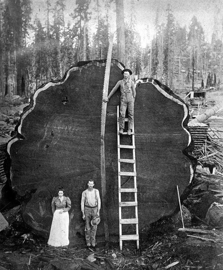 Click to enlarge Logging redwoods
