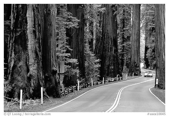 Click to enlarge Avenue of the Giants