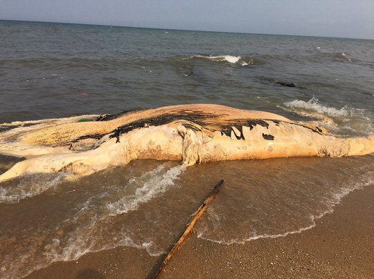 Click to enlarge The dead whale on the coast of Quang Binh.