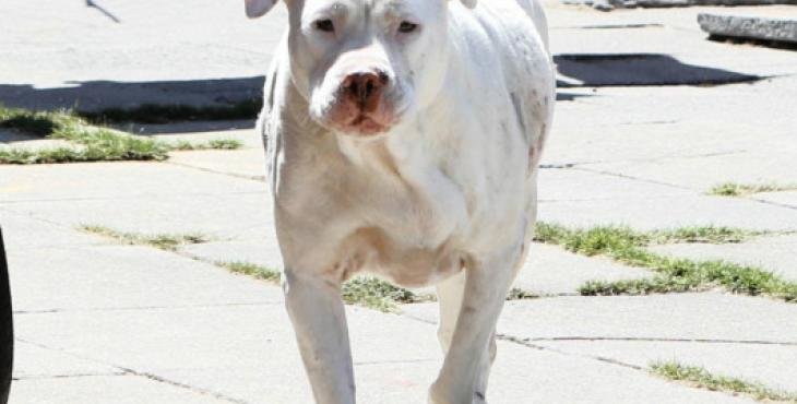 When the Daily Voice visited the house on Wednesday, the SPCA were also there looking for the owners, who were not home. Only the white pit bull could be seen in the yard. 