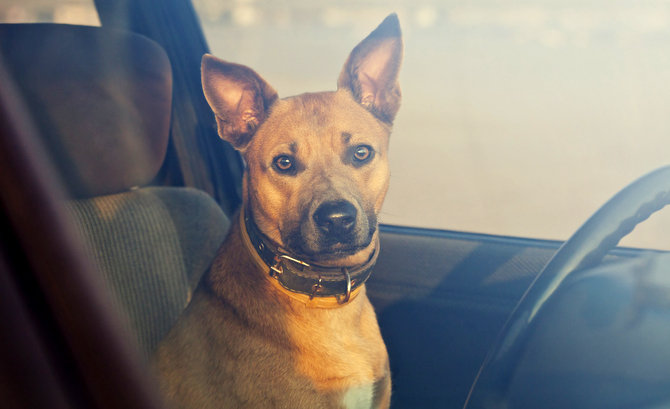 dog in car