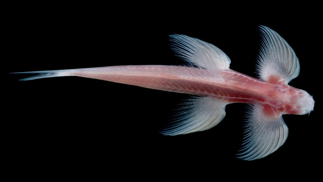 Click to enlarge Cryptotora thamicola, climbing fish