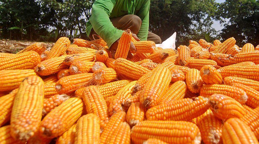 Click to enlarge gmo corn