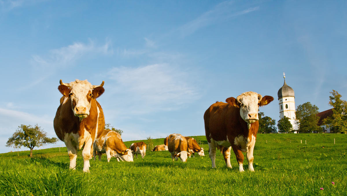 cows grazing on grass