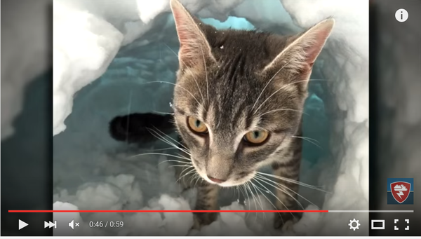 snow cat