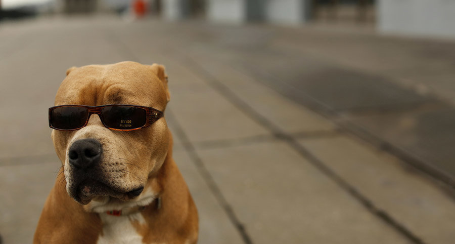 dog walker