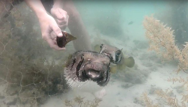 Pufferfish