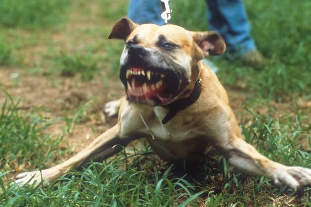 American Pit Bulls are among the dogs banned in Britain