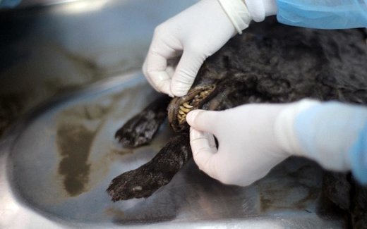 cave puppies preserved