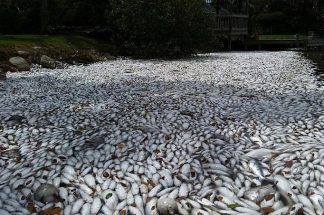 Click to enlarge Masses of dead fish in Florida