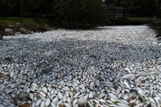 Masses of dead fish in Florida