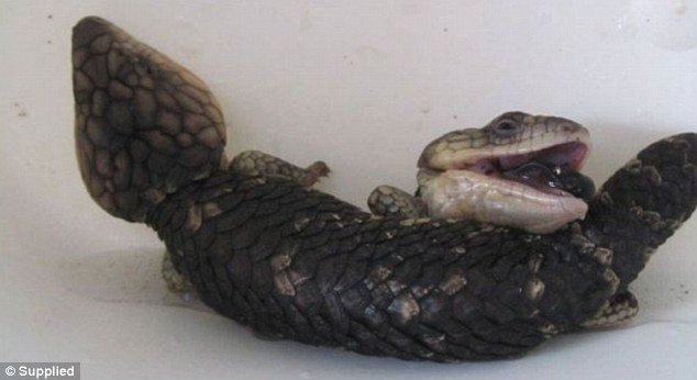 Not sure what to do with the lizard, Jo took it the Dunsborough Veterinary Hospital. Despite its rare condition, the lizard was born a healthy 13cm long