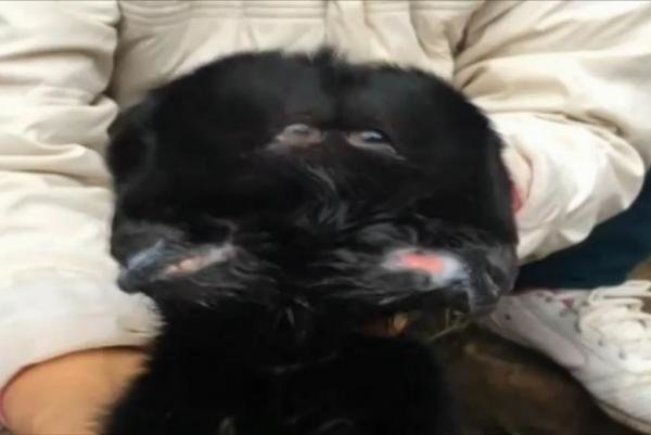 Two-headed calf
