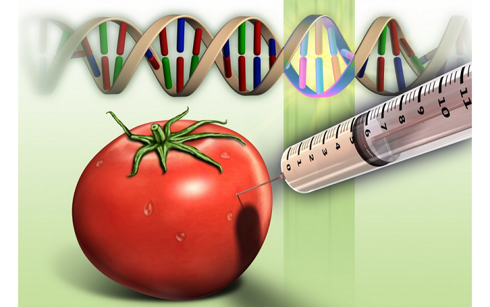Click to enlarge GMO tomato