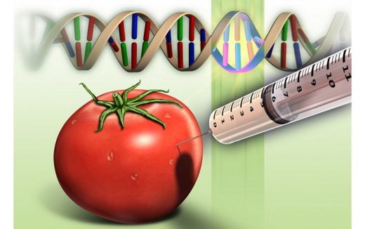 GMO tomato