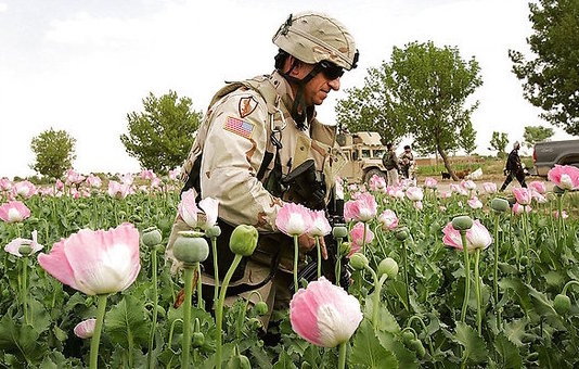 Click to enlarge troops in poppy fields