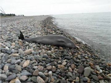 Dead Dolphin