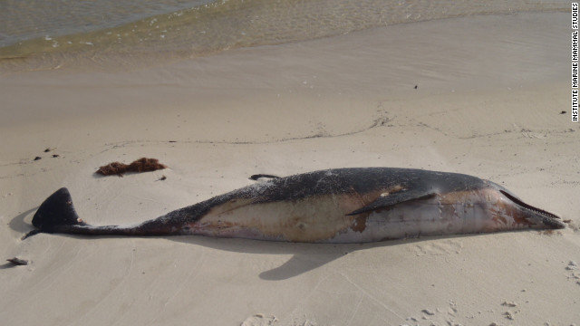 Dead dolphin