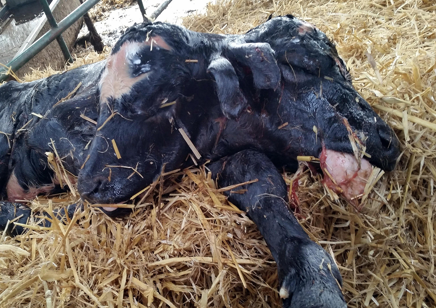Unlike other cases its heads were seperated at the neck 