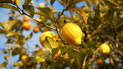 Lemons