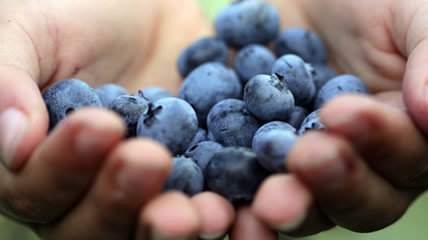blueberries