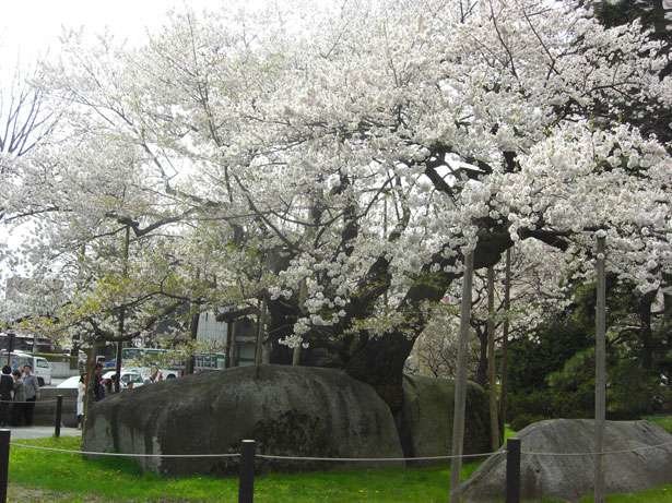 japanese tree