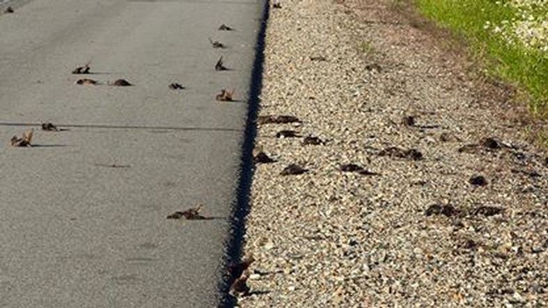 Dead starlings