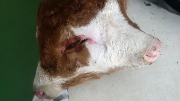 Click to enlarge The 2 headed calf born on local beef farmer Les Cladwell's farm, examined at the University of Guelph.