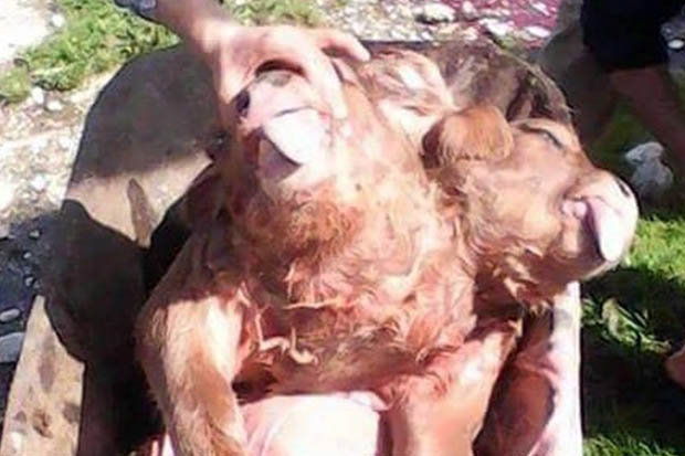 DOUBLE: The calf born in Albania has two heads, two noses, two sets of eyes and two mouths