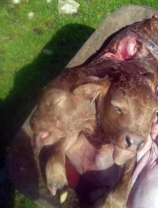 BAD OMEN: Some residents believe it is a warning of 'all the evils in the world'